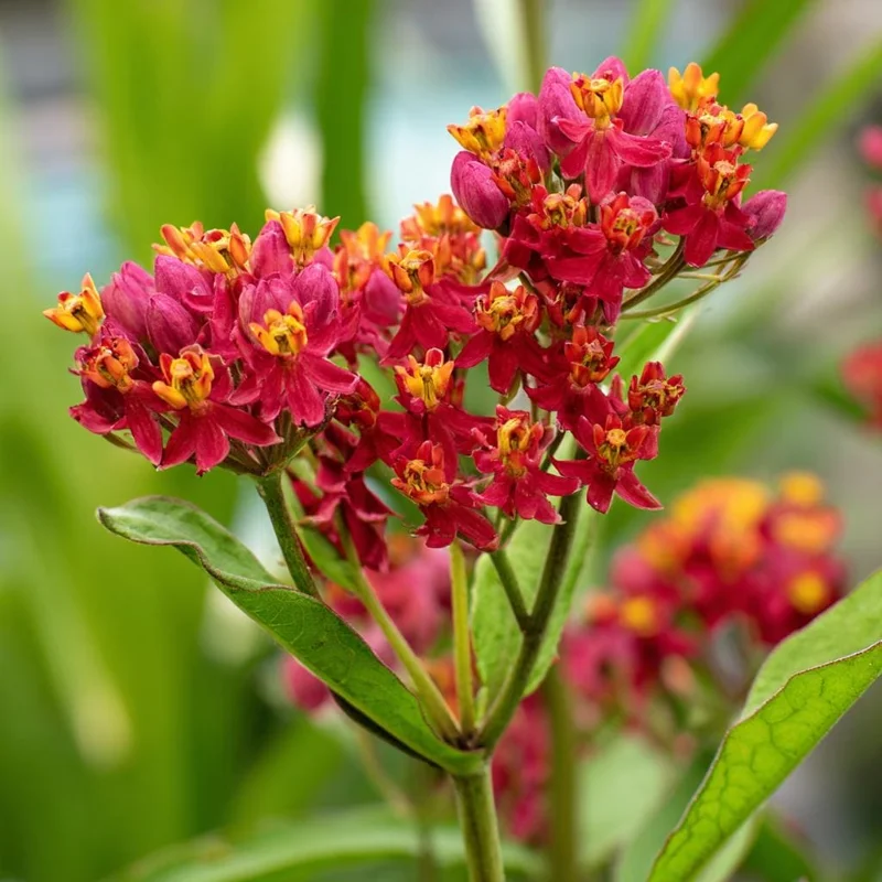 Blood Flower Milkweed Seeds - Vibrant Red Blooms - 50 Seeds - Pollinator Friendly - Image 2