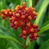 Blood Flower Milkweed Seeds - Vibrant Red Blooms - 50 Seeds - Pollinator Friendly - Image 1