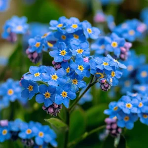 Blue Angel Cape Forget Me Not Seeds - 200 Seeds - Vibrant Blue Annual Flowers - Image 2