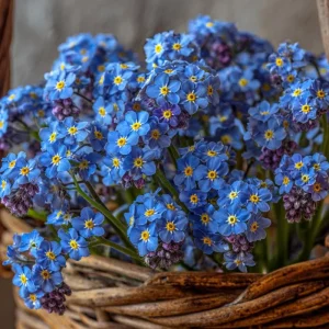 Blue Angel Cape Forget Me Not Seeds - 200 Seeds - Vibrant Blue Annual Flowers - Image 3