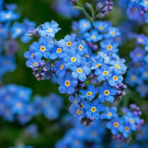 Blue Angel Cape Forget Me Not Seeds - 200 Seeds - Vibrant Blue Annual Flowers - Image 4