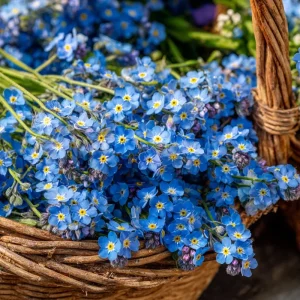 Blue Angel Cape Forget Me Not Seeds - 200 Seeds - Vibrant Blue Annual Flowers - Image 1