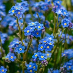 Blue Angel Cape Forget Me Not Seeds - 200 Seeds - Vibrant Blue Annual Flowers - Image 5