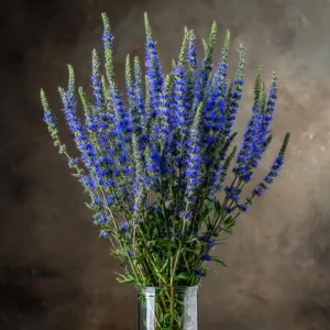 Blue Hyssop Seeds - Hyssopus Officinalis - 250 Count - Garden Pollinator Herb - Image 2