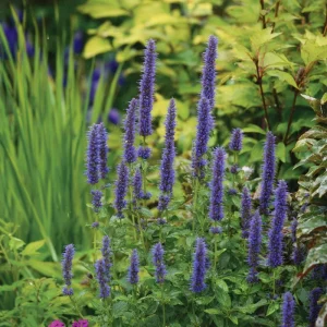 Blue Hyssop Seeds - Hyssopus Officinalis - 250 Count - Garden Pollinator Herb - Image 3