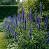 Blue Hyssop Seeds - Hyssopus Officinalis - 250 Count - Garden Pollinator Herb - Image 1