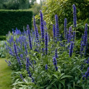 Blue Hyssop Seeds - Hyssopus Officinalis - 250 Count - Garden Pollinator Herb - Image 1