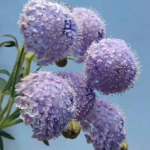Blue Lace Flower Seeds - 50 Sweet-Scented Didiscus caeruleus Seeds, Annual, Cut Flower - Image 2