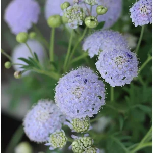 Blue Lace Flower Seeds - 50 Sweet-Scented Didiscus caeruleus Seeds, Annual, Cut Flower - Image 3