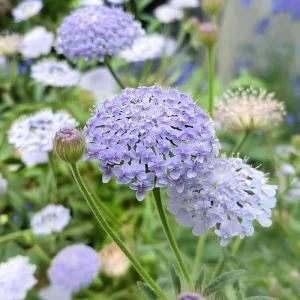 Blue Lace Flower Seeds - 50 Sweet-Scented Didiscus caeruleus Seeds, Annual, Cut Flower - Image 4