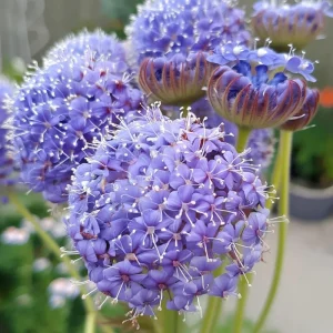 Blue Lace Flower Seeds - 50 Sweet-Scented Didiscus caeruleus Seeds, Annual, Cut Flower - Image 5
