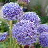Blue Lace Flower Seeds - 50 Sweet-Scented Didiscus caeruleus Seeds, Annual, Cut Flower - Image 1