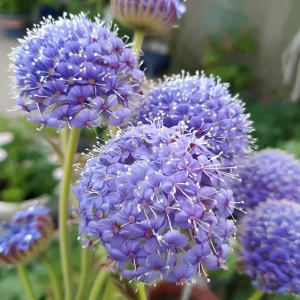 Blue Lace Flower Seeds - 50 Sweet-Scented Didiscus caeruleus Seeds, Annual, Cut Flower - Image 1