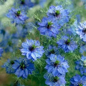 Blue Love In A Mist Seeds - Nigella damascena - 100 Ornamental Annual Seeds - Image 2