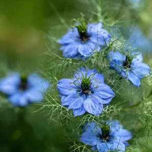 Blue Love In A Mist Seeds - Nigella damascena - 100 Ornamental Annual Seeds - Image 3