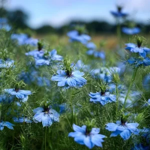 Blue Love In A Mist Seeds - Nigella damascena - 100 Ornamental Annual Seeds - Image 4