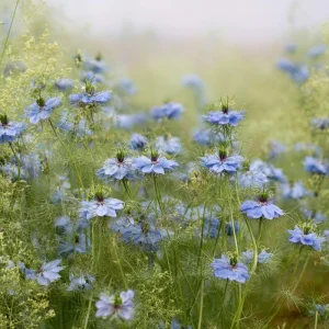 Blue Love In A Mist Seeds - Nigella damascena - 100 Ornamental Annual Seeds - Image 5