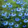 Blue Love In A Mist Seeds - Nigella damascena - 100 Ornamental Annual Seeds - Image 1