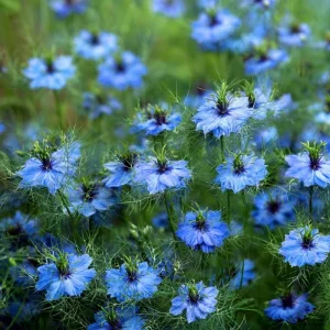 Blue Love In A Mist Seeds - Nigella damascena - 100 Ornamental Annual Seeds - Image 1