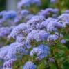 Blue Mist Flower Seeds - 200 Eupatorium coelestinum for Pollinator Gardens, Fragrant Wildflower - Image 1
