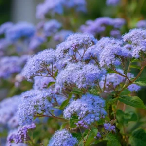 Blue Mist Flower Seeds - 200 Eupatorium coelestinum for Pollinator Gardens, Fragrant Wildflower - Image 1