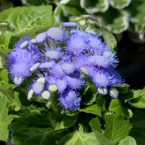 Blue Mist Flower Seeds - 200 Eupatorium coelestinum for Pollinator Gardens, Fragrant Wildflower - Image 2