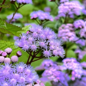 Blue Mist Flower Seeds - 200 Eupatorium coelestinum for Pollinator Gardens, Fragrant Wildflower - Image 3
