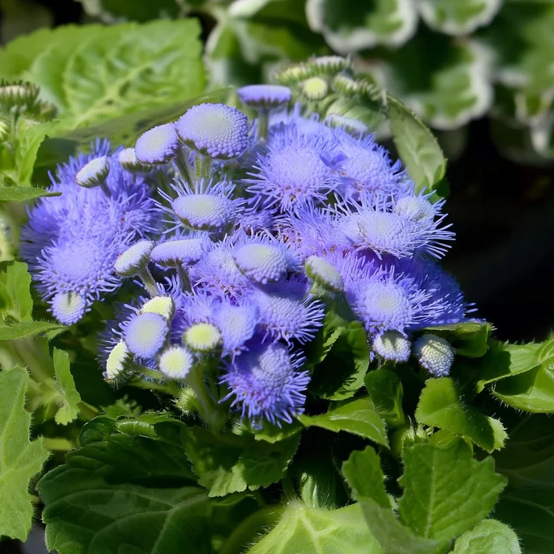 Blue Mist Flower Seeds - Eupatorium coelestinum - 200 Seeds - Fragrant Native Wildflower for Pollinator Gardens - Image 2