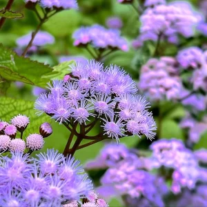 Blue Mist Flower Seeds - Eupatorium coelestinum - 200 Seeds - Fragrant Native Wildflower for Pollinator Gardens - Image 3