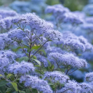 Blue Mist Flower Seeds - Eupatorium coelestinum - 200 Seeds - Fragrant Native Wildflower for Pollinator Gardens - Image 4