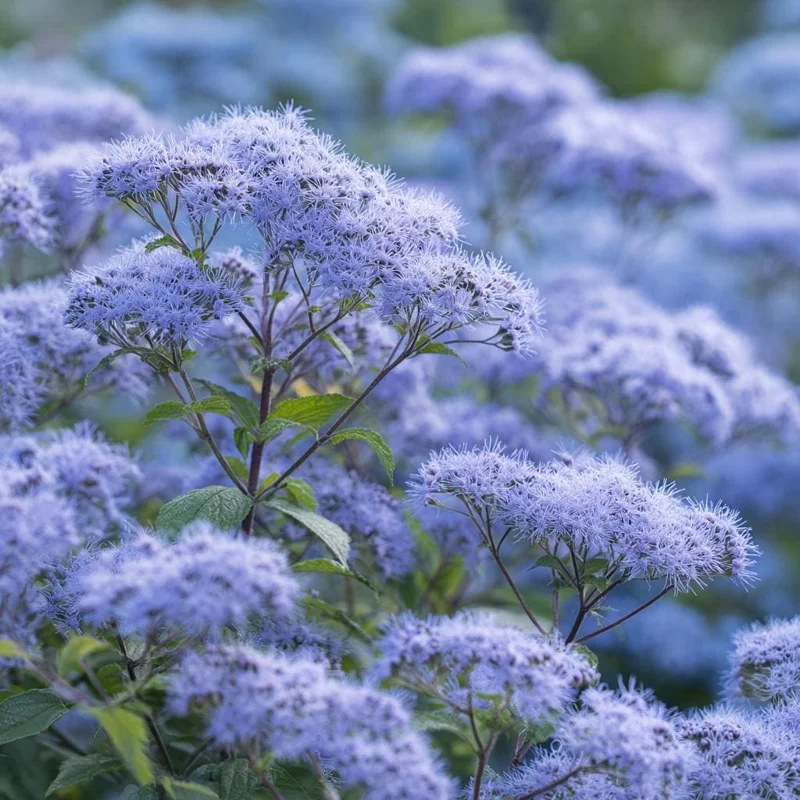 Blue Mist Flower Seeds - Eupatorium coelestinum - 200 Seeds - Fragrant Native Wildflower for Pollinator Gardens - Image 4