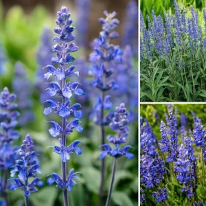 Blue Sage Seeds Salvia Farinacea - 100 Seeds for Pollinator Gardens - Image 2