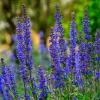 Blue Sage Seeds Salvia Farinacea - 100 Seeds for Pollinator Gardens - Image 1