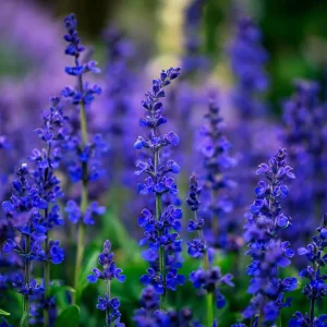 Blue Sage Seeds Salvia Farinacea - 100 Seeds for Pollinator Gardens - Image 3