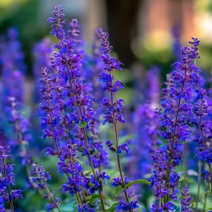 Blue Sage Seeds Salvia Farinacea - 100 Seeds for Pollinator Gardens - Image 4