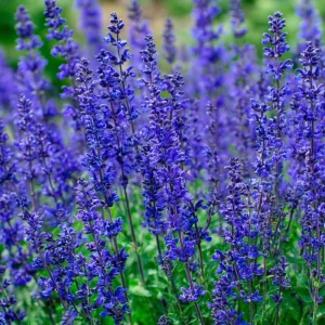 Blue Sage Seeds Salvia Farinacea - 100 Seeds for Pollinator Gardens - Image 5