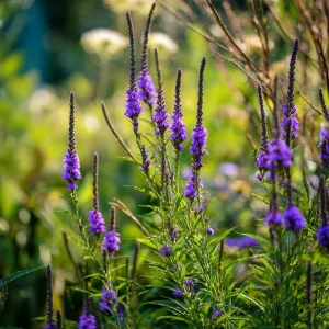 Blue Vervain Seeds - 200 Verbena hastata Seeds, Vibrant Blue-Purple Blooms, Perennial, Pollinator-Friendly - Image 4