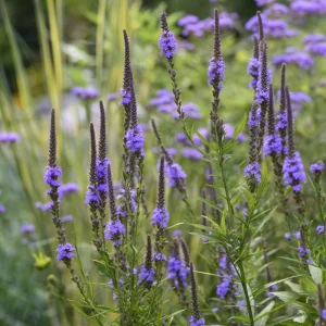 Blue Vervain Seeds - 200 Verbena hastata Seeds, Vibrant Blue-Purple Blooms, Perennial, Pollinator-Friendly - Image 5