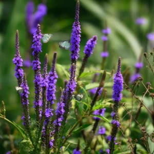 Blue Vervain Seeds - 200 Verbena hastata Seeds, Vibrant Blue-Purple Blooms, Perennial, Pollinator-Friendly - Image 7