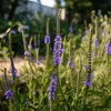 Blue Vervain Seeds - 200 Verbena hastata Seeds, Vibrant Blue-Purple Blooms, Perennial, Pollinator-Friendly - Image 1