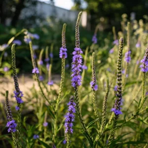 Blue Vervain Seeds - 200 Verbena hastata Seeds, Vibrant Blue-Purple Blooms, Perennial, Pollinator-Friendly - Image 1