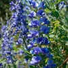Blue Wild Indigo Seeds - 50 Count, Hardy Perennial for Pollinators - Image 1