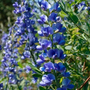 Blue Wild Indigo Seeds - 50 Count, Hardy Perennial for Pollinators - Image 1