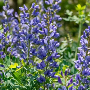 Blue Wild Indigo Seeds - 50 Count, Hardy Perennial for Pollinators - Image 2