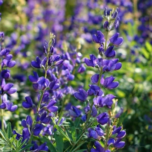 Blue Wild Indigo Seeds - 50 Count, Hardy Perennial for Pollinators - Image 4
