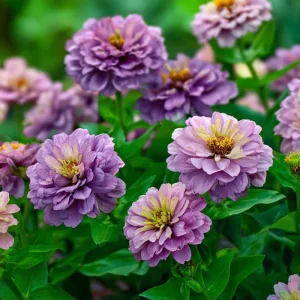 Blueberry Cheesecake Zinnia Seeds - Zinnia elegans, 100 Seed Mix, Lavender & Cream Blooms, Outdoor Annual - Image 2