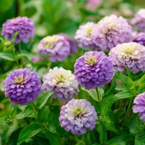Blueberry Cheesecake Zinnia Seeds - Zinnia elegans, 100 Seed Mix, Lavender & Cream Blooms, Outdoor Annual - Image 4