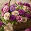 Blueberry Cheesecake Zinnia Seeds - Zinnia elegans, 100 Seed Mix, Lavender & Cream Blooms, Outdoor Annual - Image 1