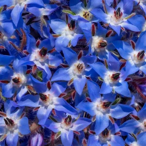 Borage Heirloom Seeds - Borago Officinalis, 100 Seeds, Edible & Pollinator Friendly - Image 3