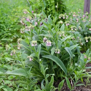 Borage Heirloom Seeds - Borago Officinalis, 100 Seeds, Edible & Pollinator Friendly - Image 4